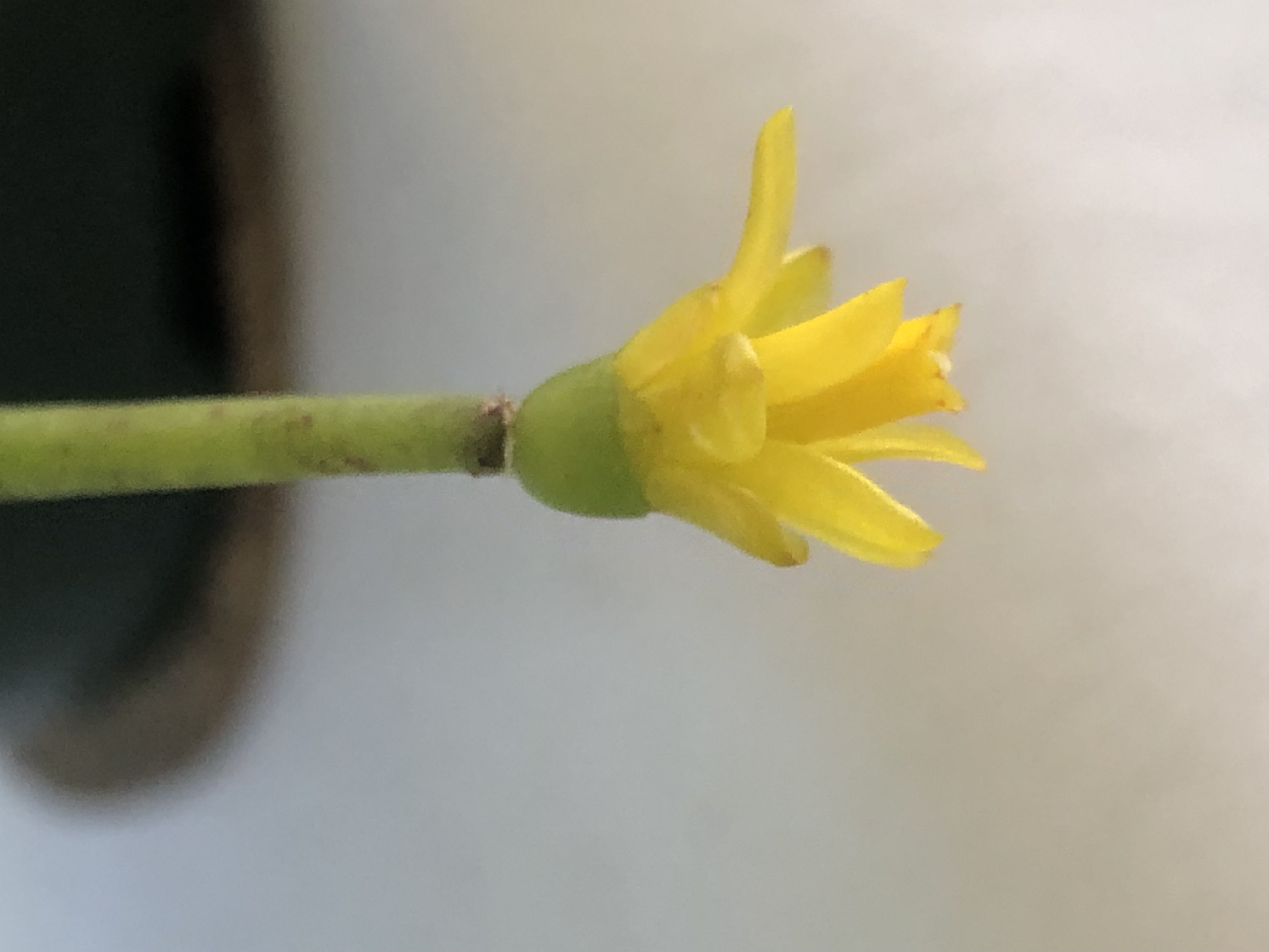 http://www.cloudjungle.com/cloudjungle/cactaceae/hatiora/hatiora cylindrica flower.jpeg